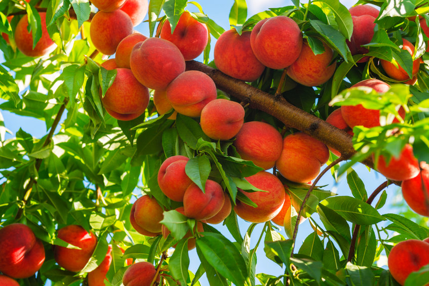 Fruit Trees